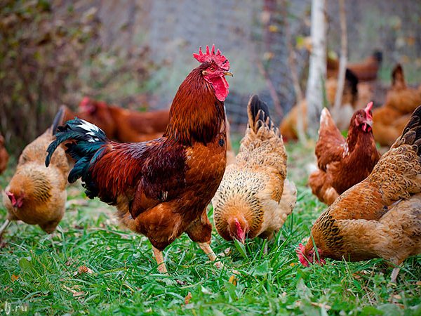 Породы куриц | ЗооТом - продажа, вязка и услуги для животных в Левокумском