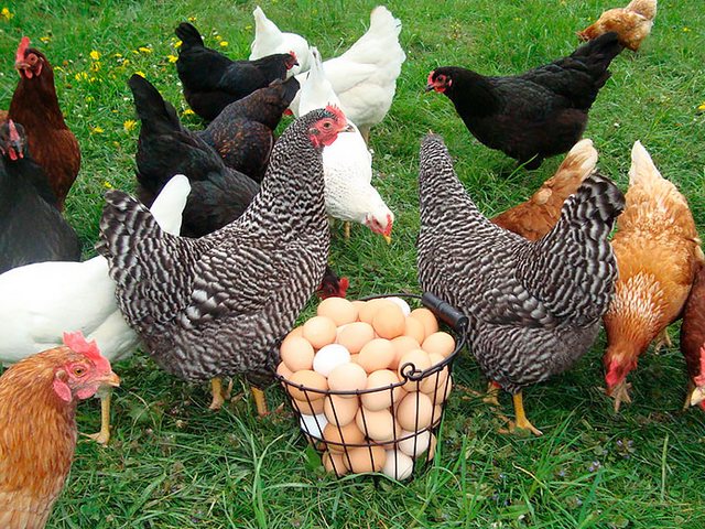 Содержание кур и уход за ними | ЗооТом - продажа, вязка и услуги для животных в Левокумском