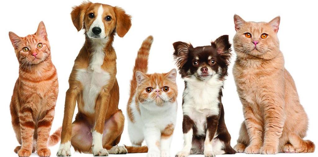 Доска объявлений о животных | ЗооТом - продажа, вязка и услуги для животных в Левокумском