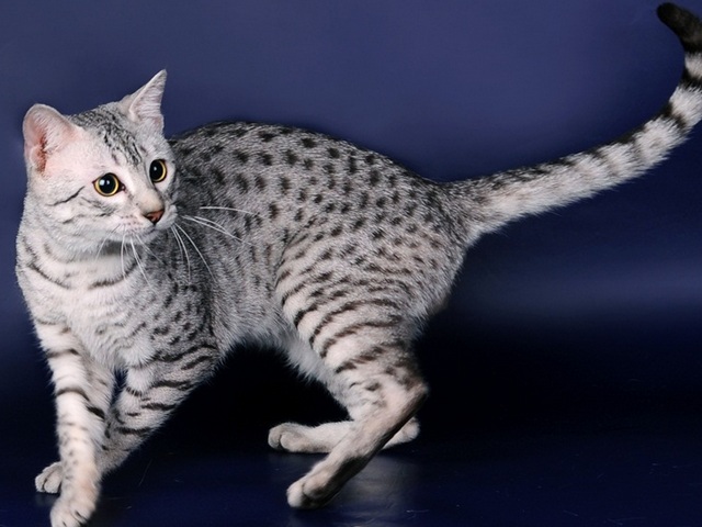 Породы кошек в Левокумском | ЗооТом портал о животных