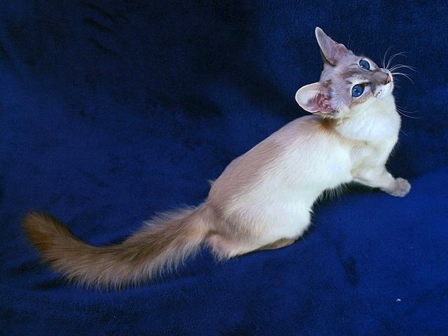 Выведенные породы кошек в Левокумском | ЗооТом портал о животных