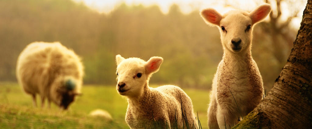 Объявления о сельскохозяйственных животных | ЗооТом - продажа, вязка и услуги для животных в Левокумском