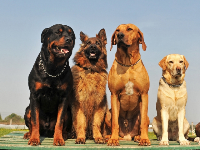 Крупные породы собак в Левокумском | ЗооТом портал о животных